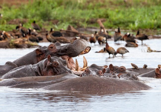 Lake Manyara National Park Safari